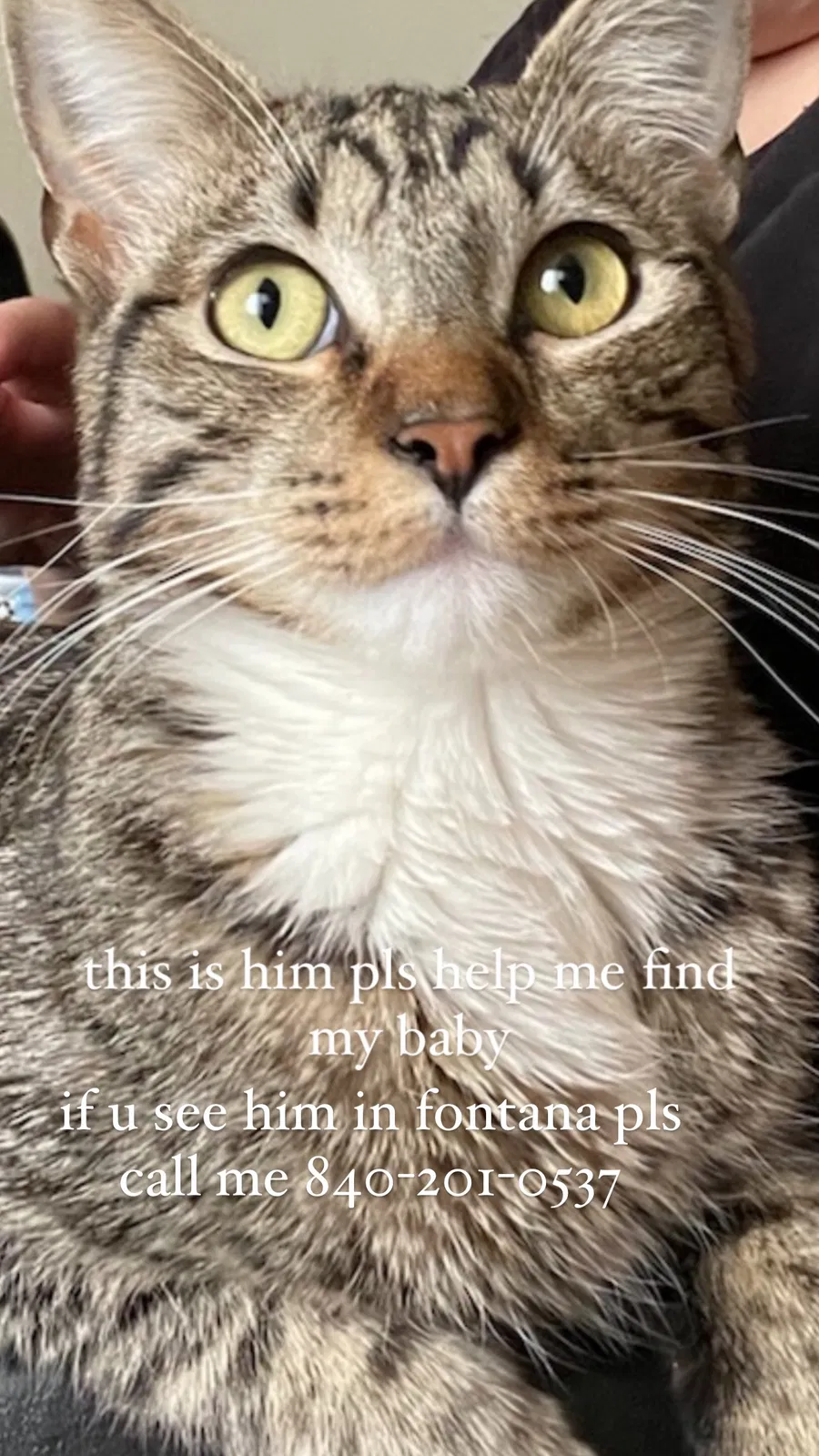 Lost cat in Fontana, CA, 92336