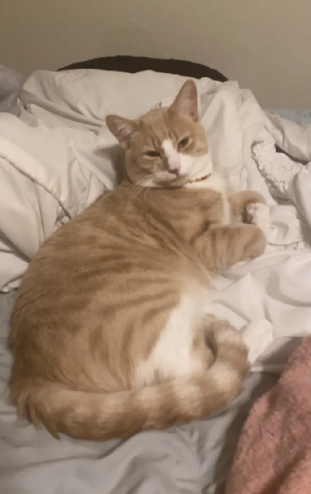 Lost cat in Kyle, TX, 78640