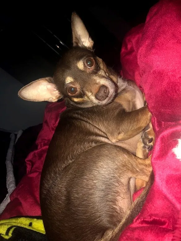 Lost dog in Los Angeles, CA, 90012