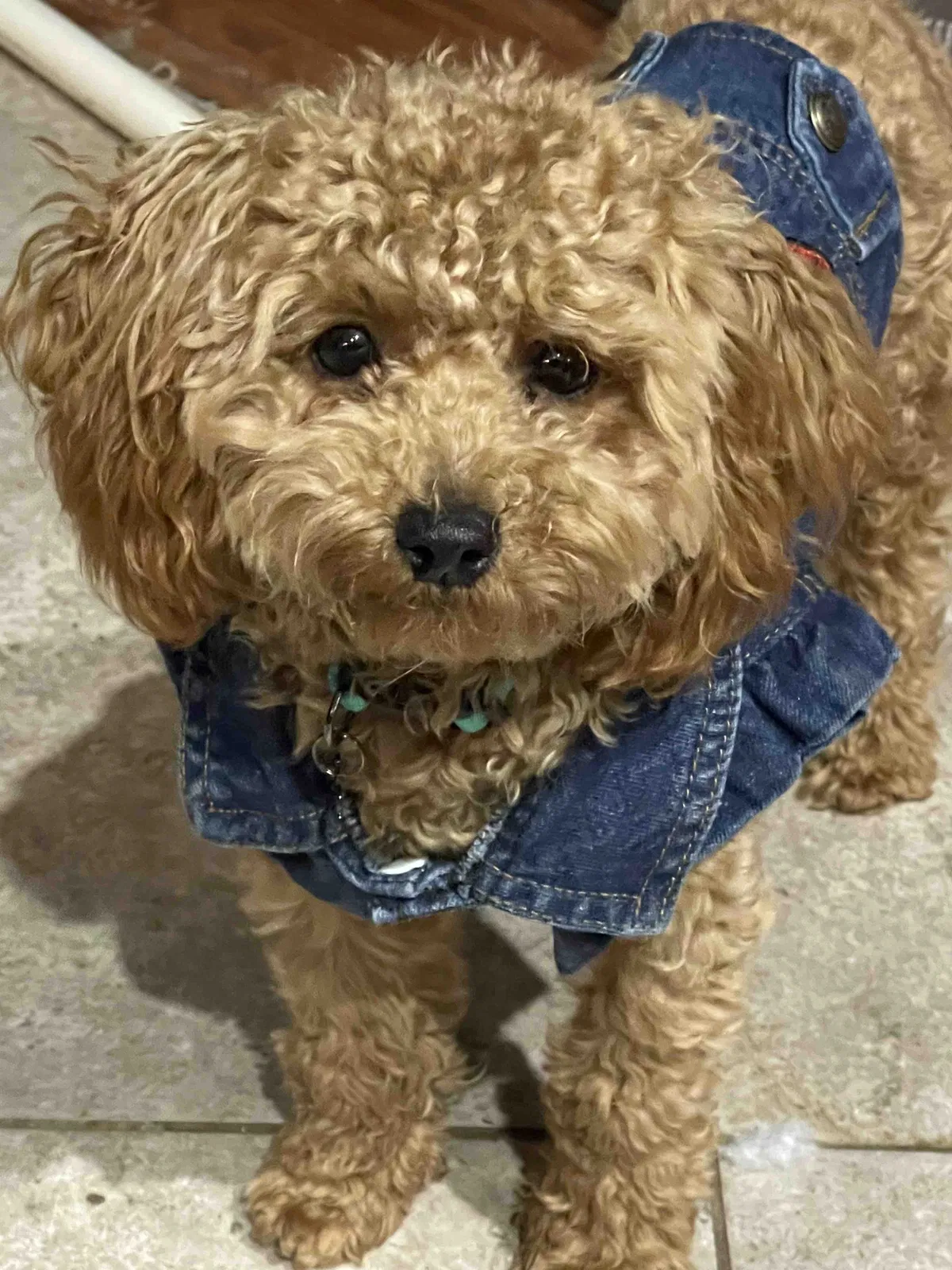 Lost dog in Charlotte, NC, 28269