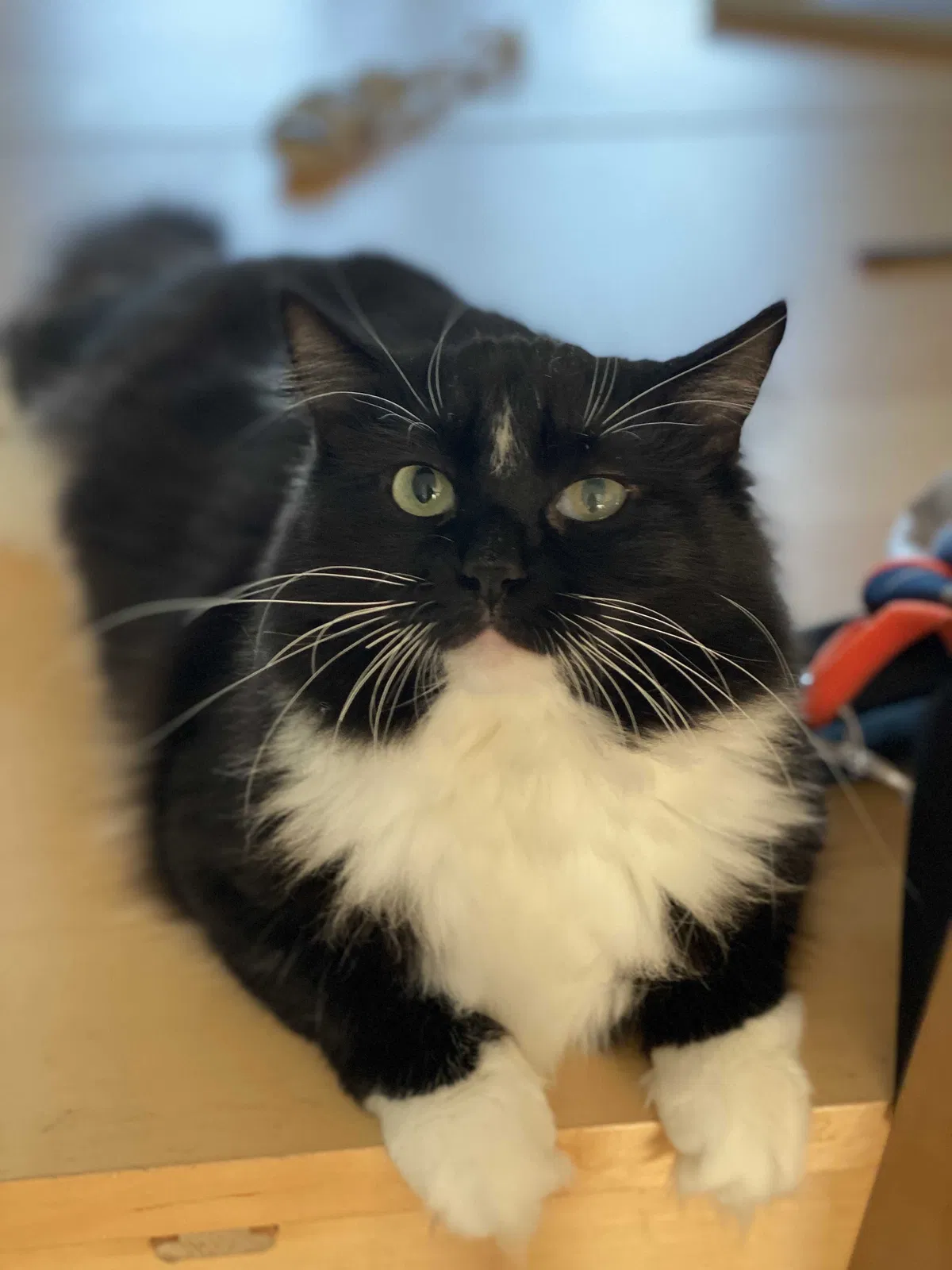 Lost cat in Deer Park, NY, 11729