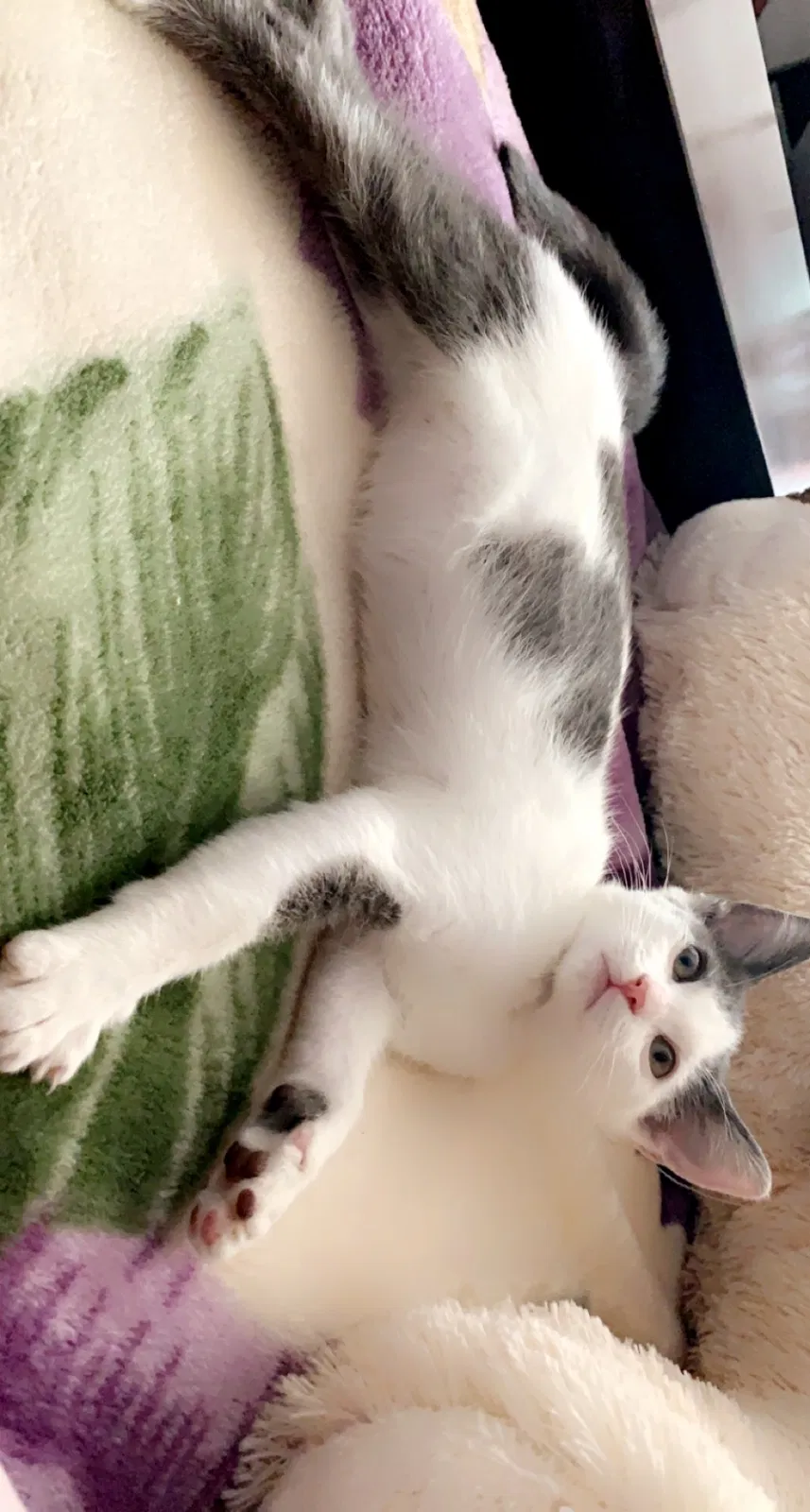 Lost cat in Phoenix, AZ, 85037
