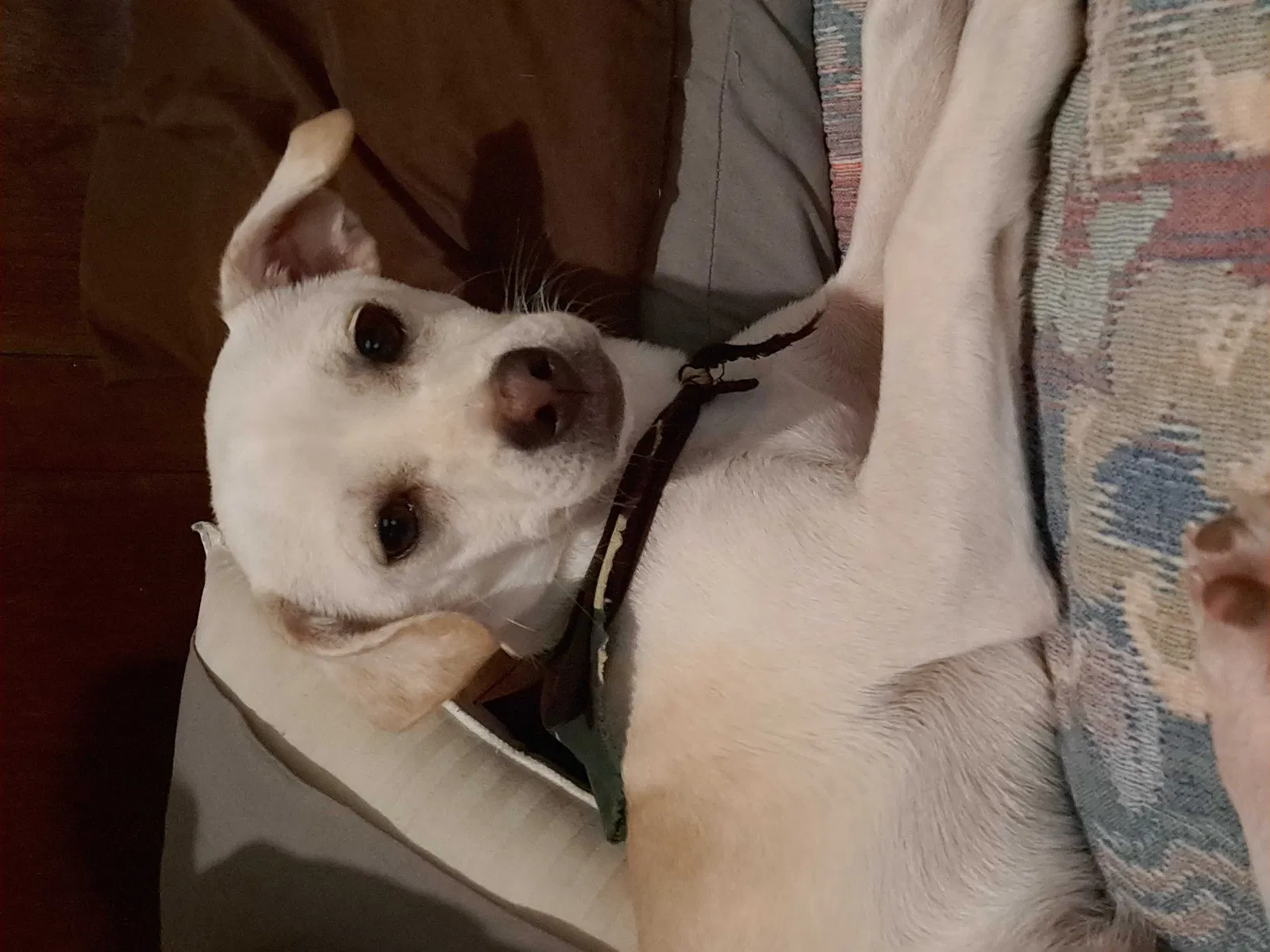 Lost dog in Edinburg, TX, 78542