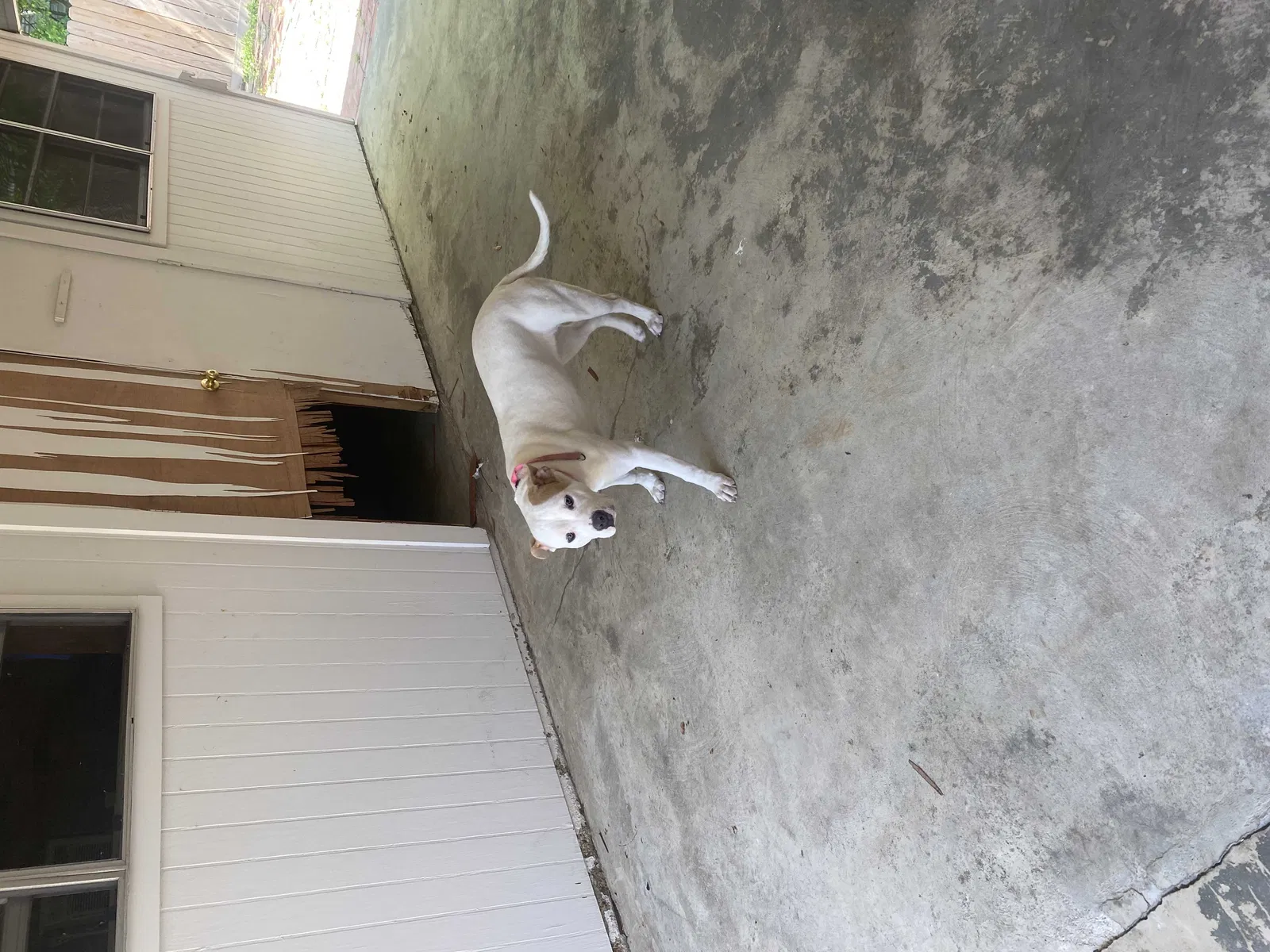 Lost dog in Eunice, LA, 70535