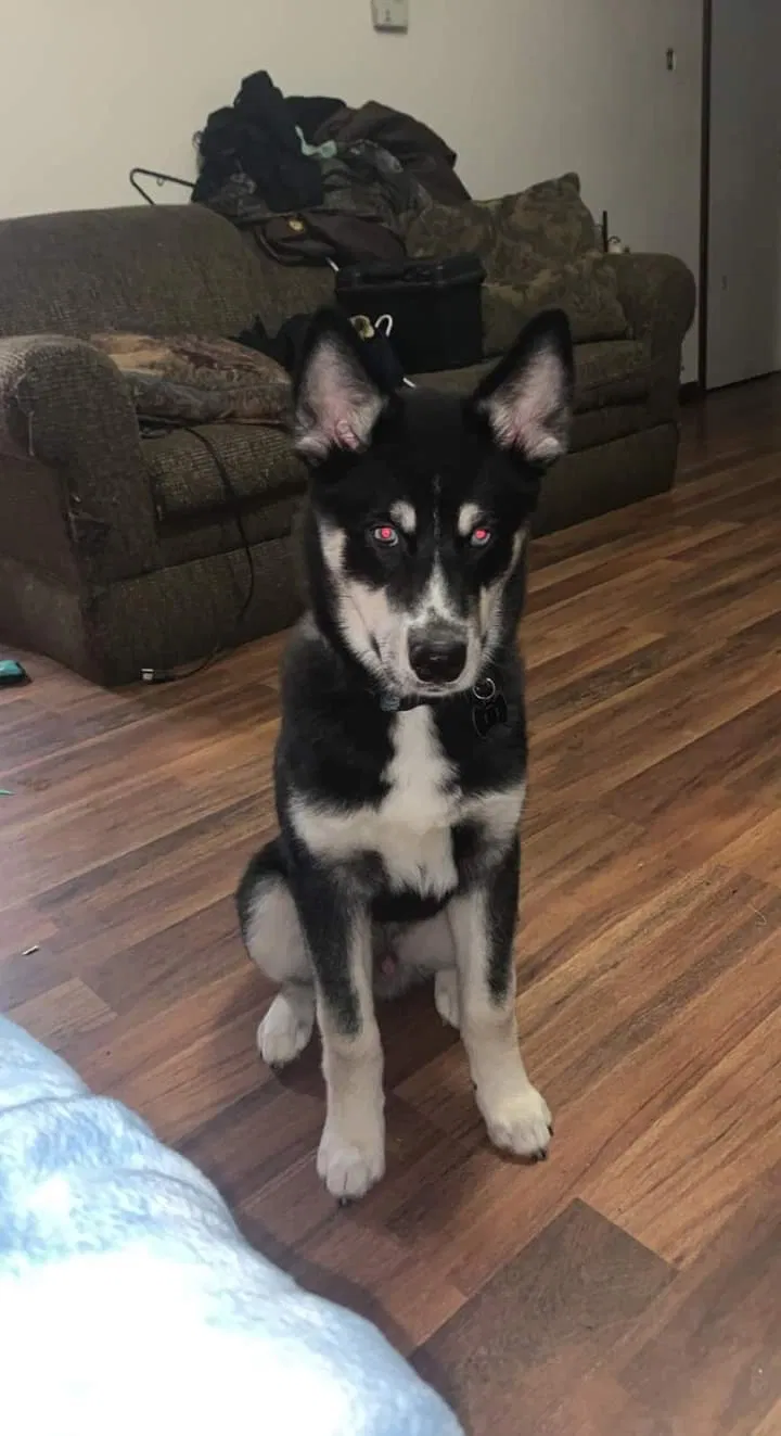 Lost dog in Caraway, AR, 72419