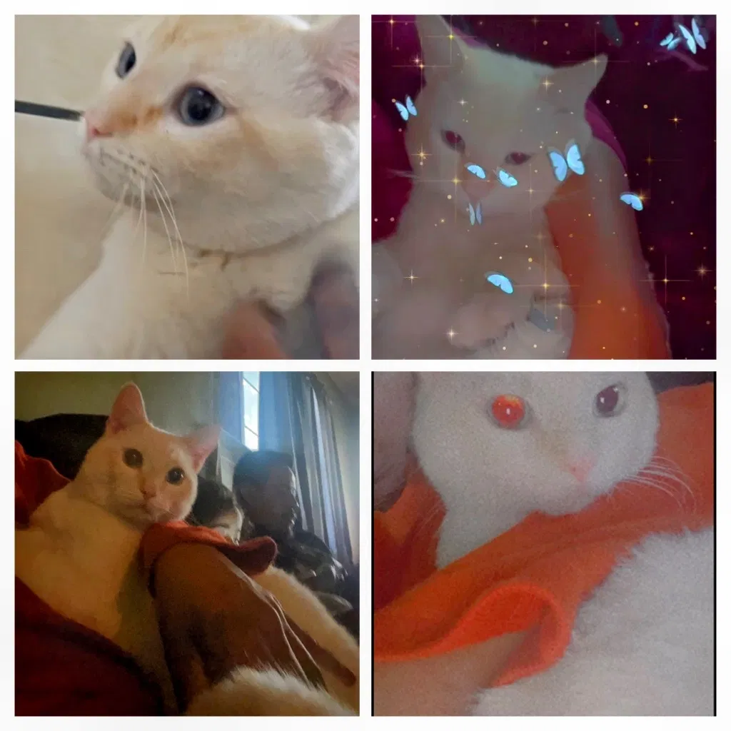 Lost cat in Pomona, CA, 91766