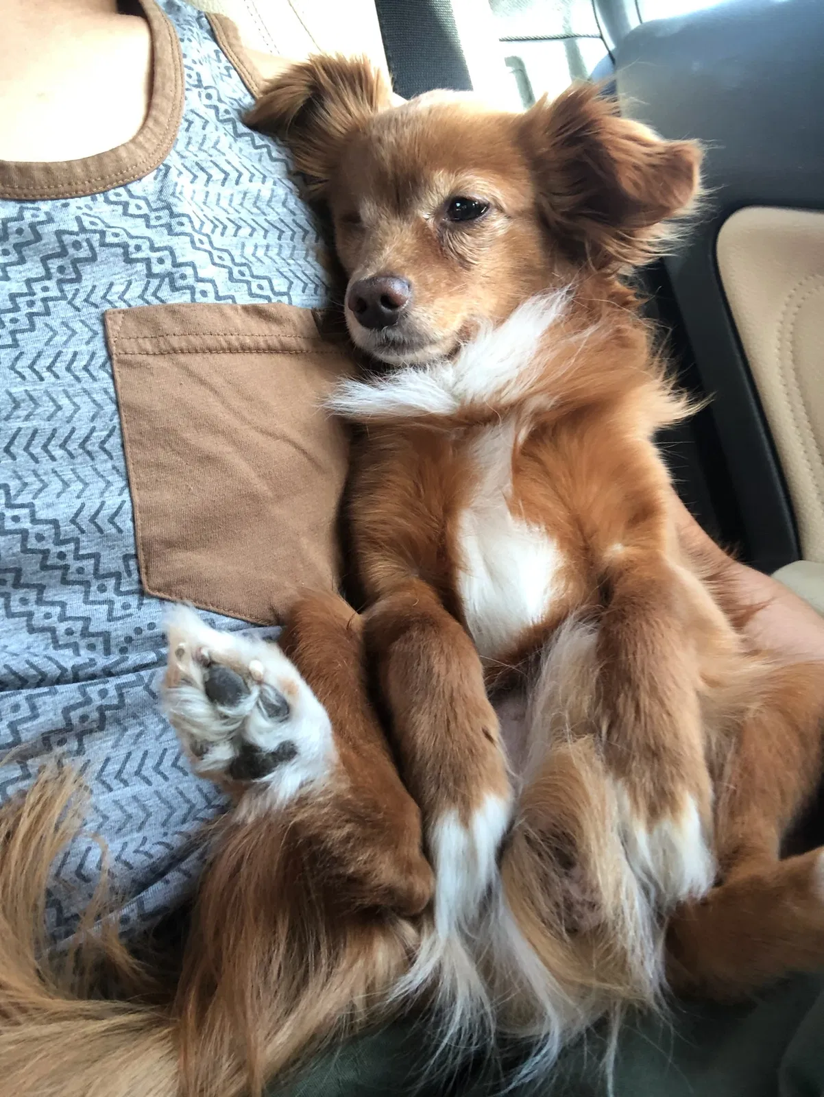 Lost dog in Porter Ranch, CA, 91326
