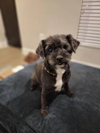 Lost dog in Baltimore, MD, 21211