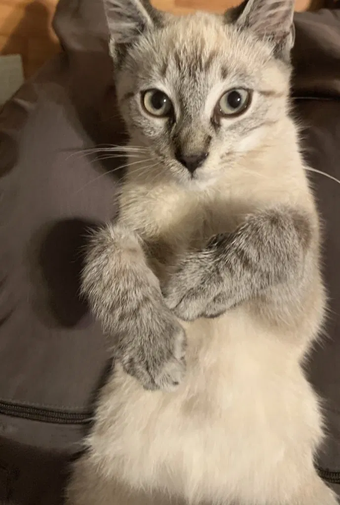 Lost cat in Norcross, GA, 30093