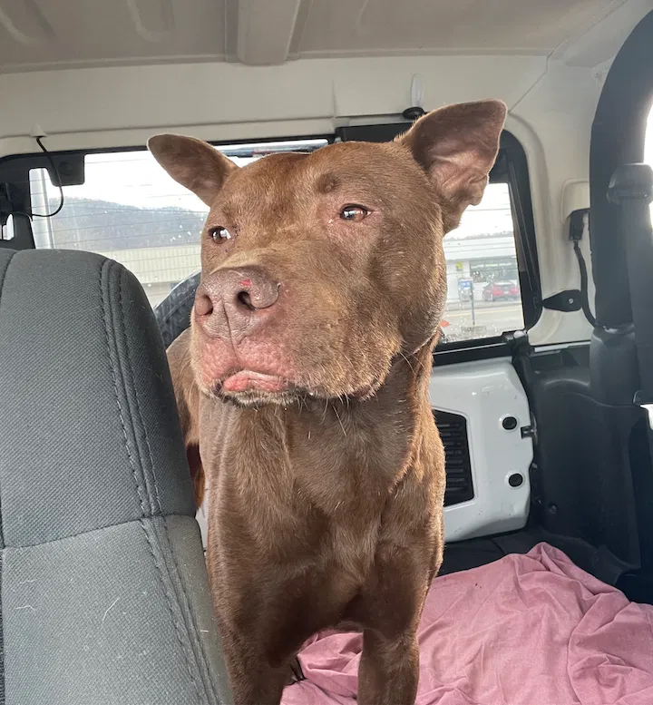 Lost dog in Rutledge, TN, 37861