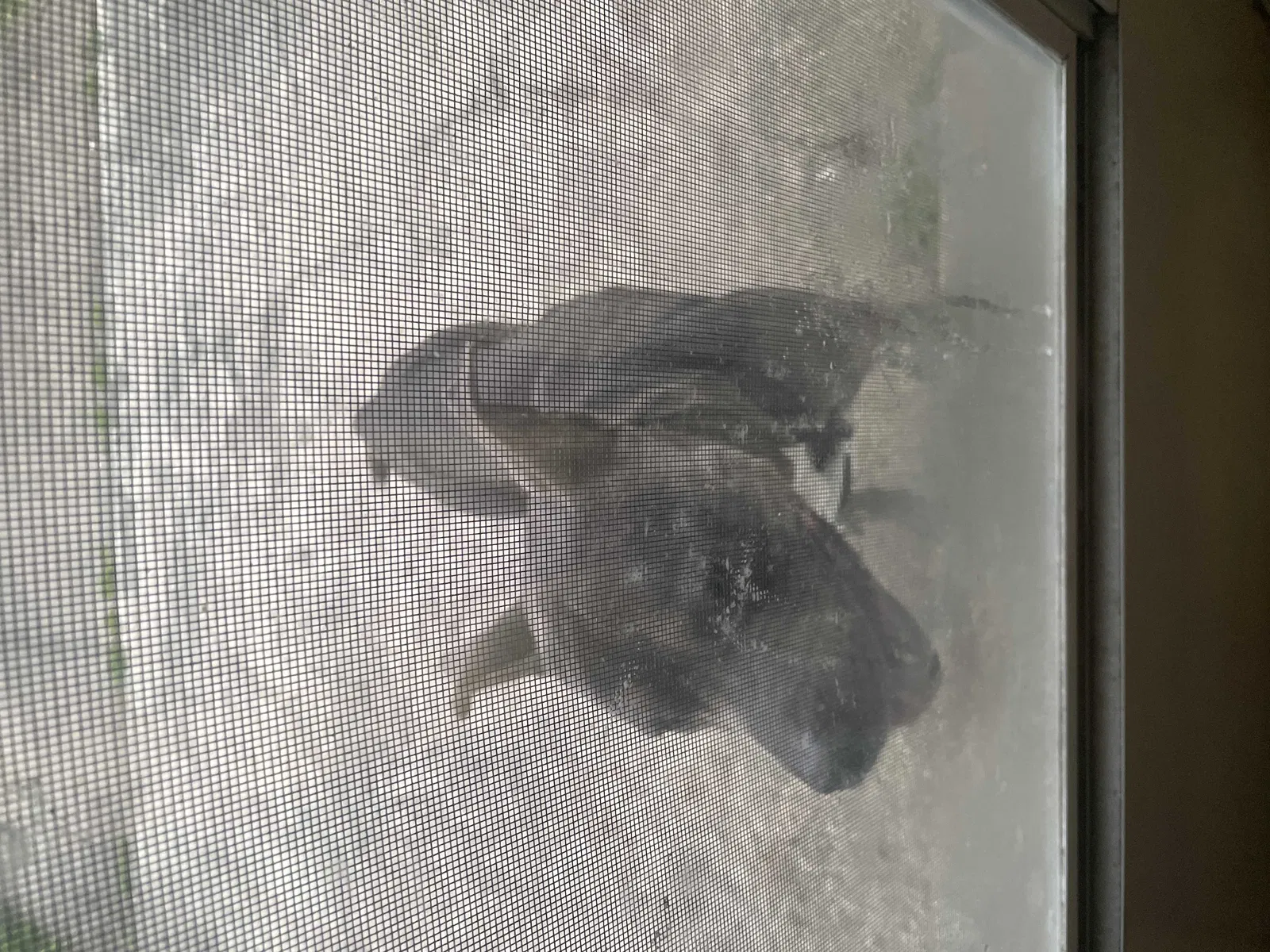 Found dog in Slidell, LA, 70460