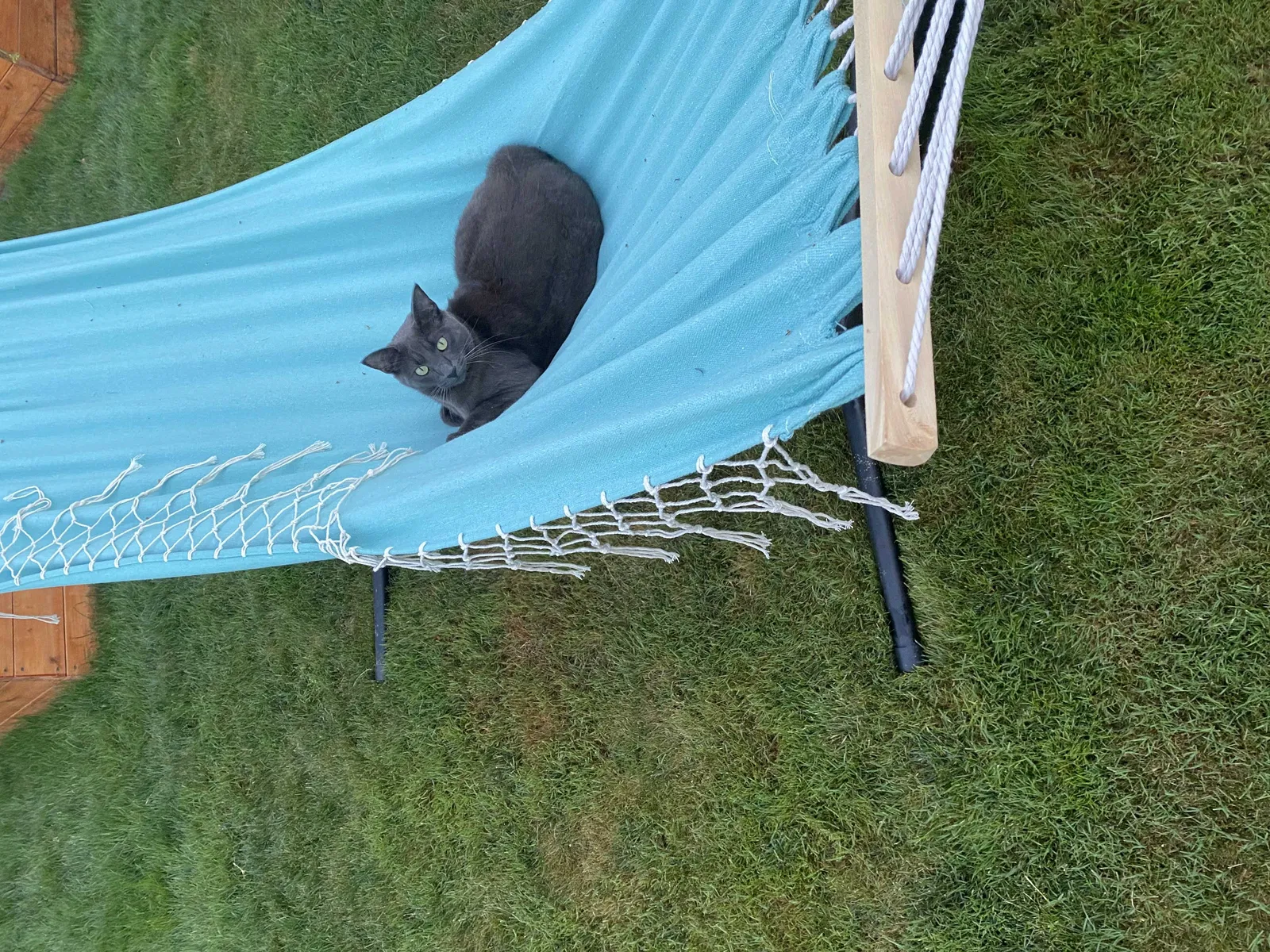 Lost cat in Federal Way, WA, 98023