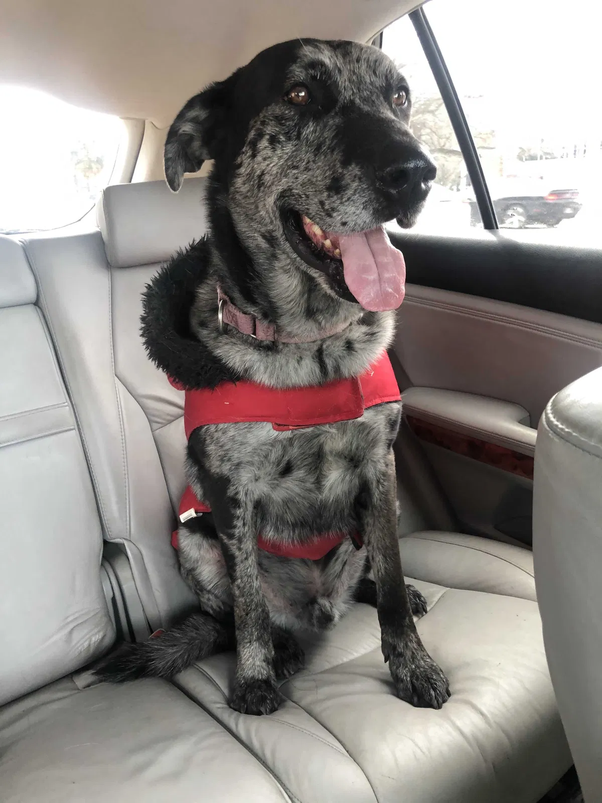 Lost dog in San Antonio, TX, 78210