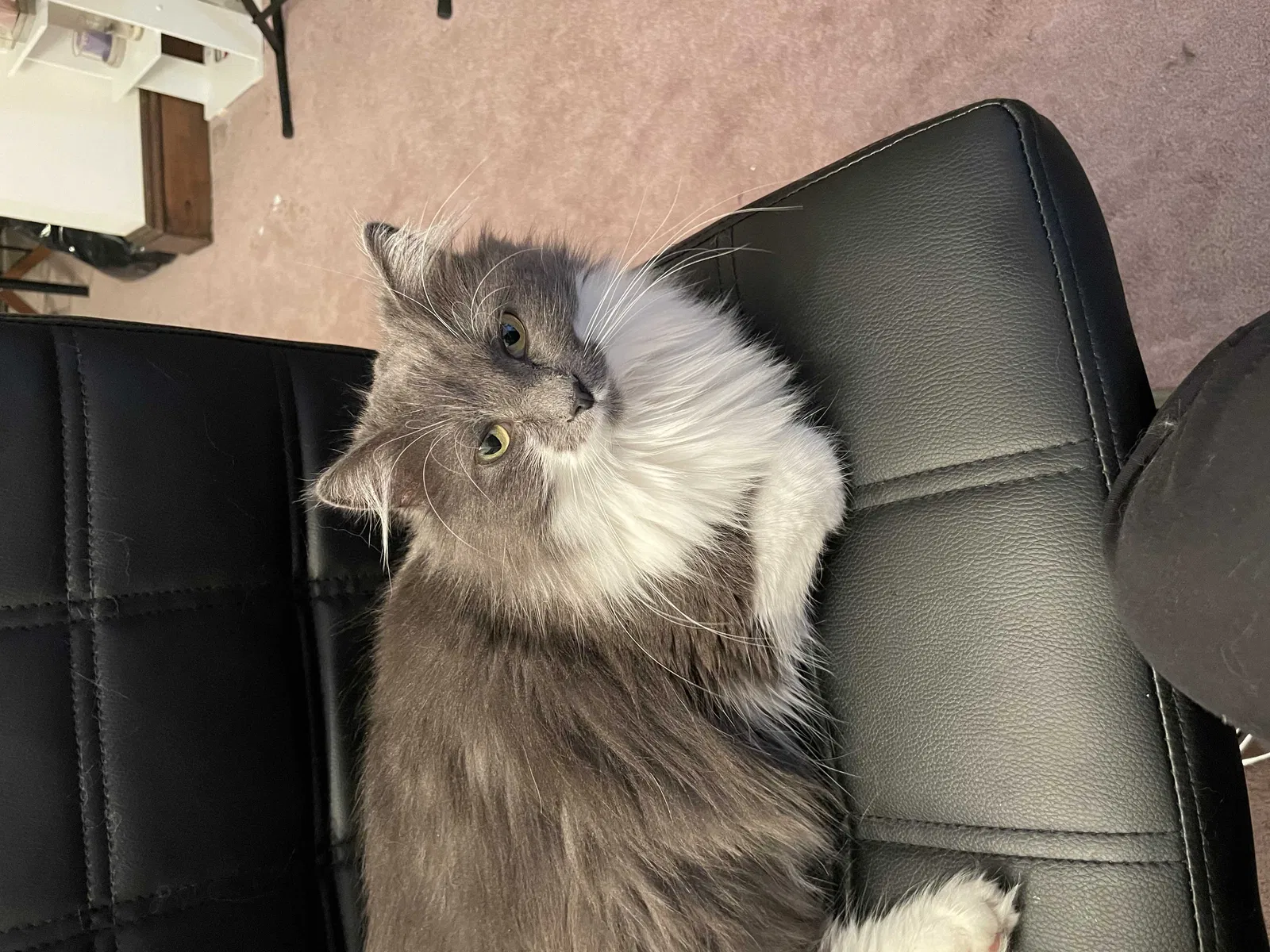 Lost cat in Saint Paul, MN, 55104