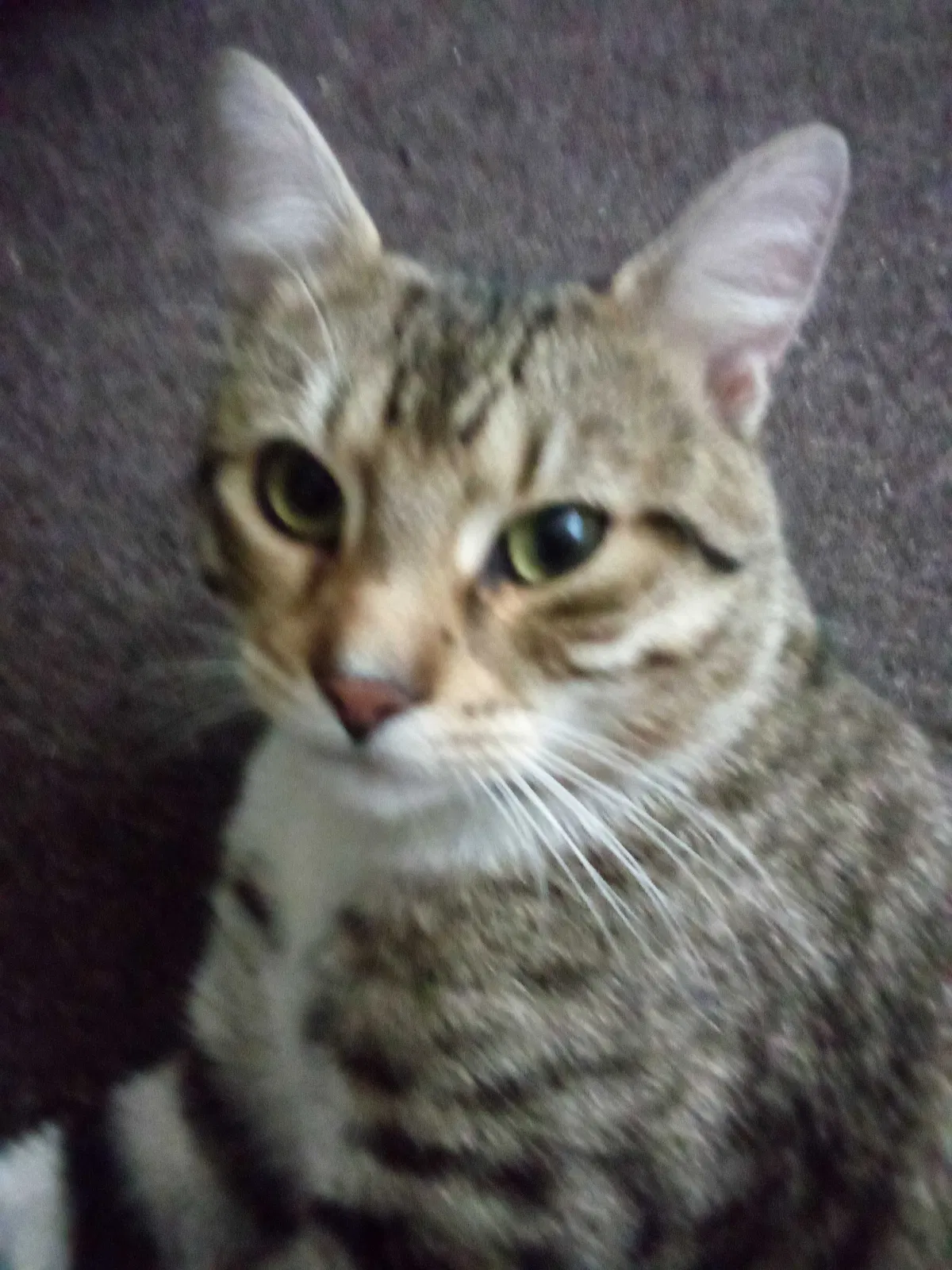 Lost cat in Lockport, NY, 14094