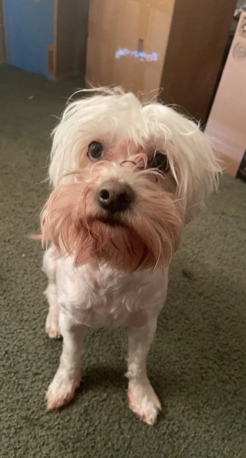 Lost dog in Los Angeles, CA, 90018
