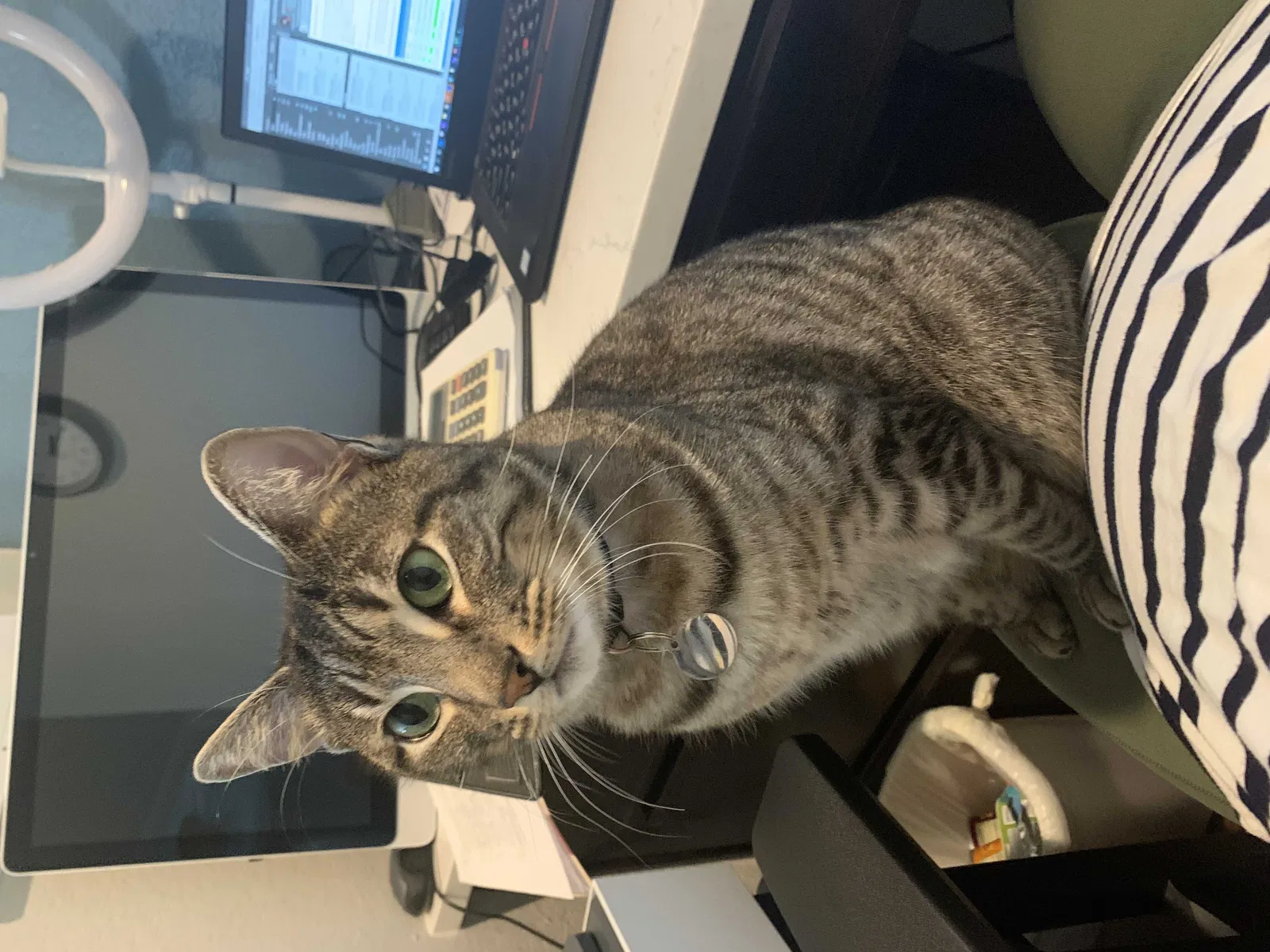 Lost cat in Pflugerville, TX, 78660
