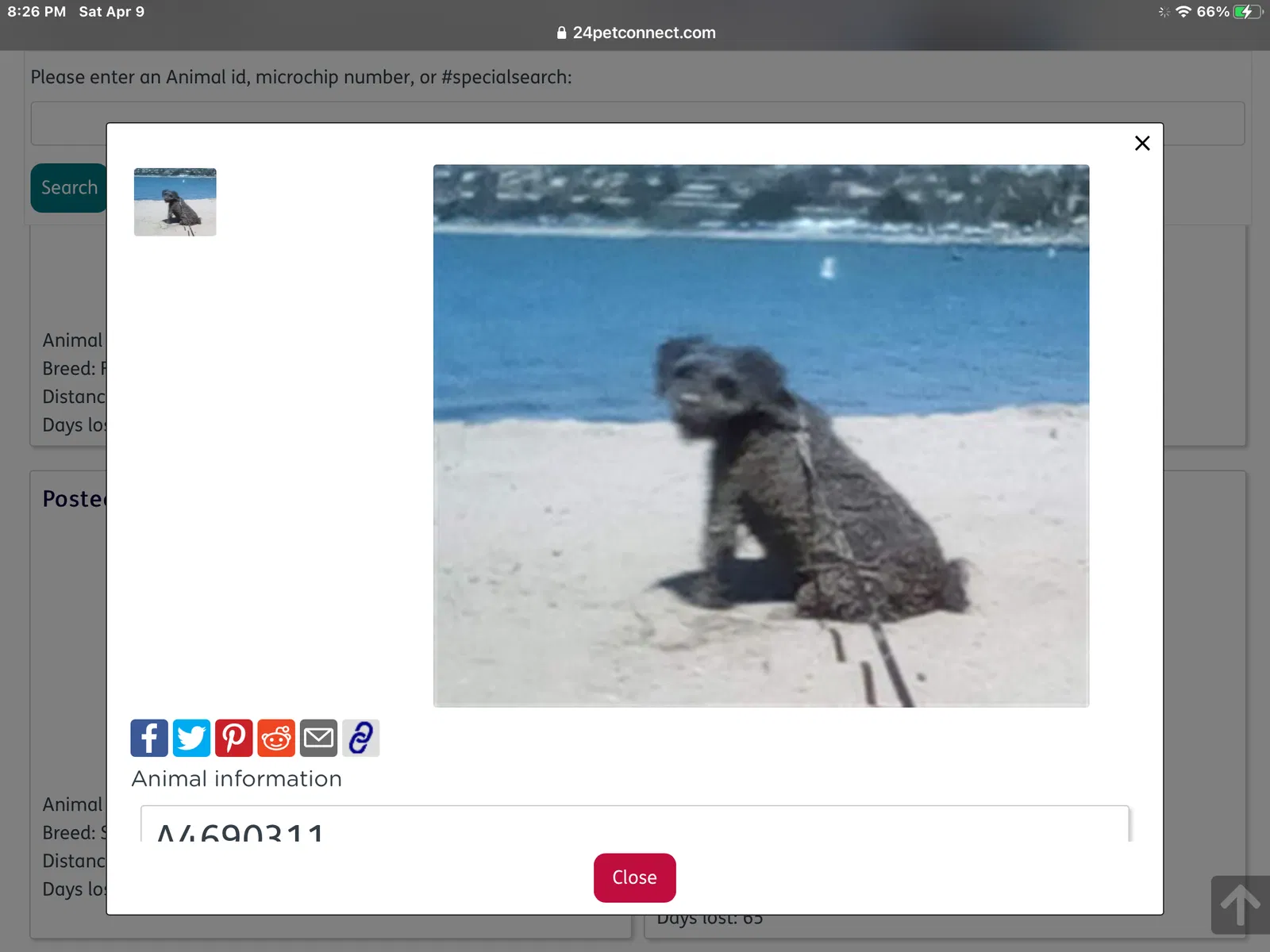 Lost dog in Phoenix, AZ, 85002