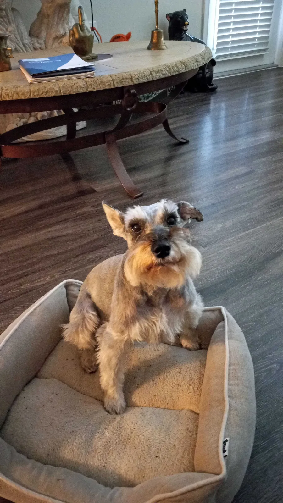 Lost dog in Melbourne, FL, 32935