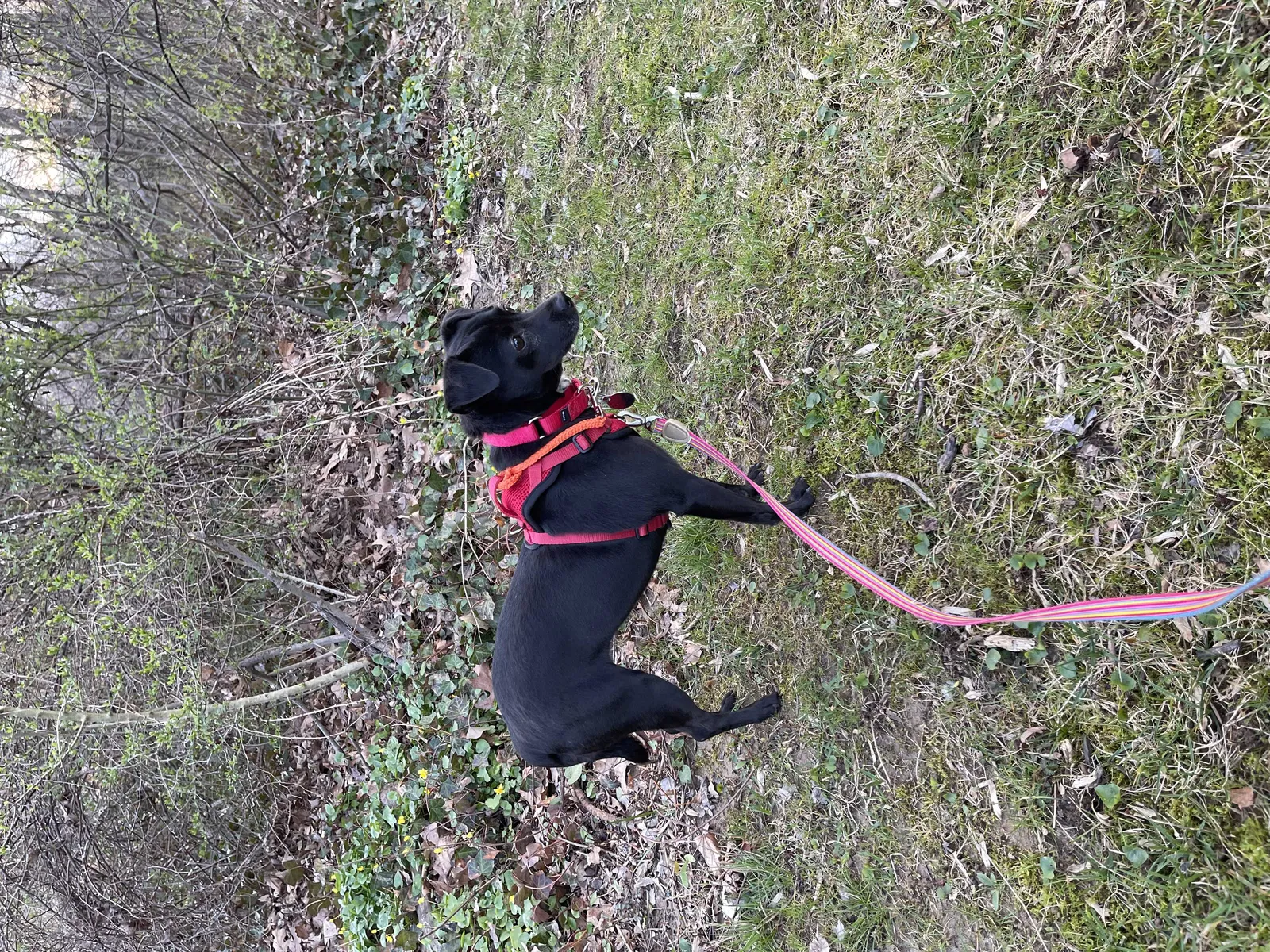 Lost dog in Bryn Mawr, PA, 19010