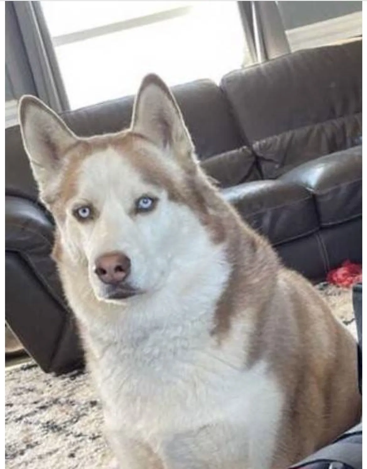 Lost dog in Maricopa, AZ, 85139