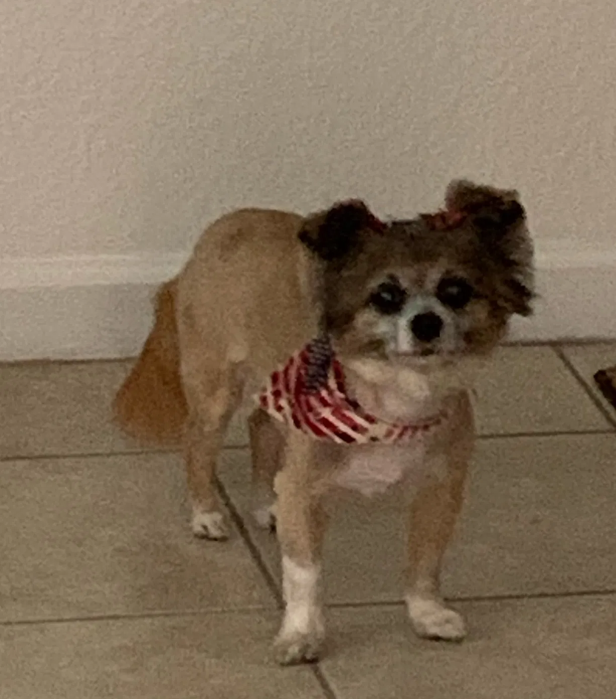 Lost dog in Homestead, FL, 33032