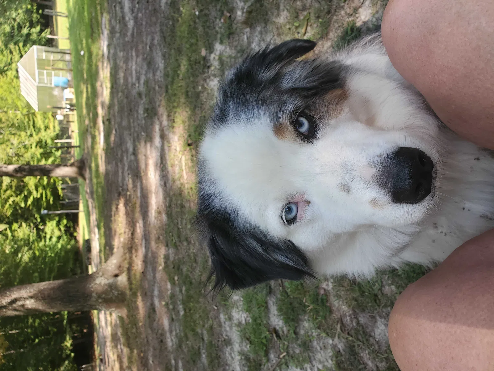 Lost dog in Spotsylvania, VA, 22551