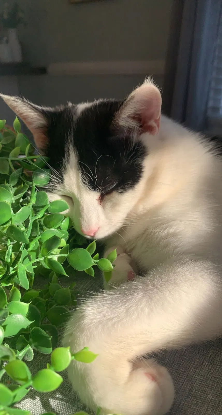 Lost cat in Kernersville, NC, 27284