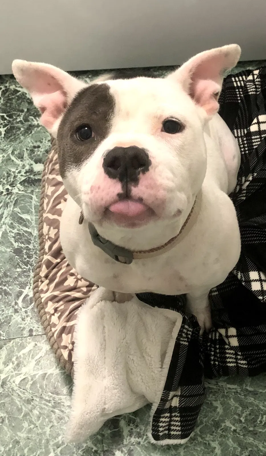 Lost dog in Shepherdsville, KY, 40165