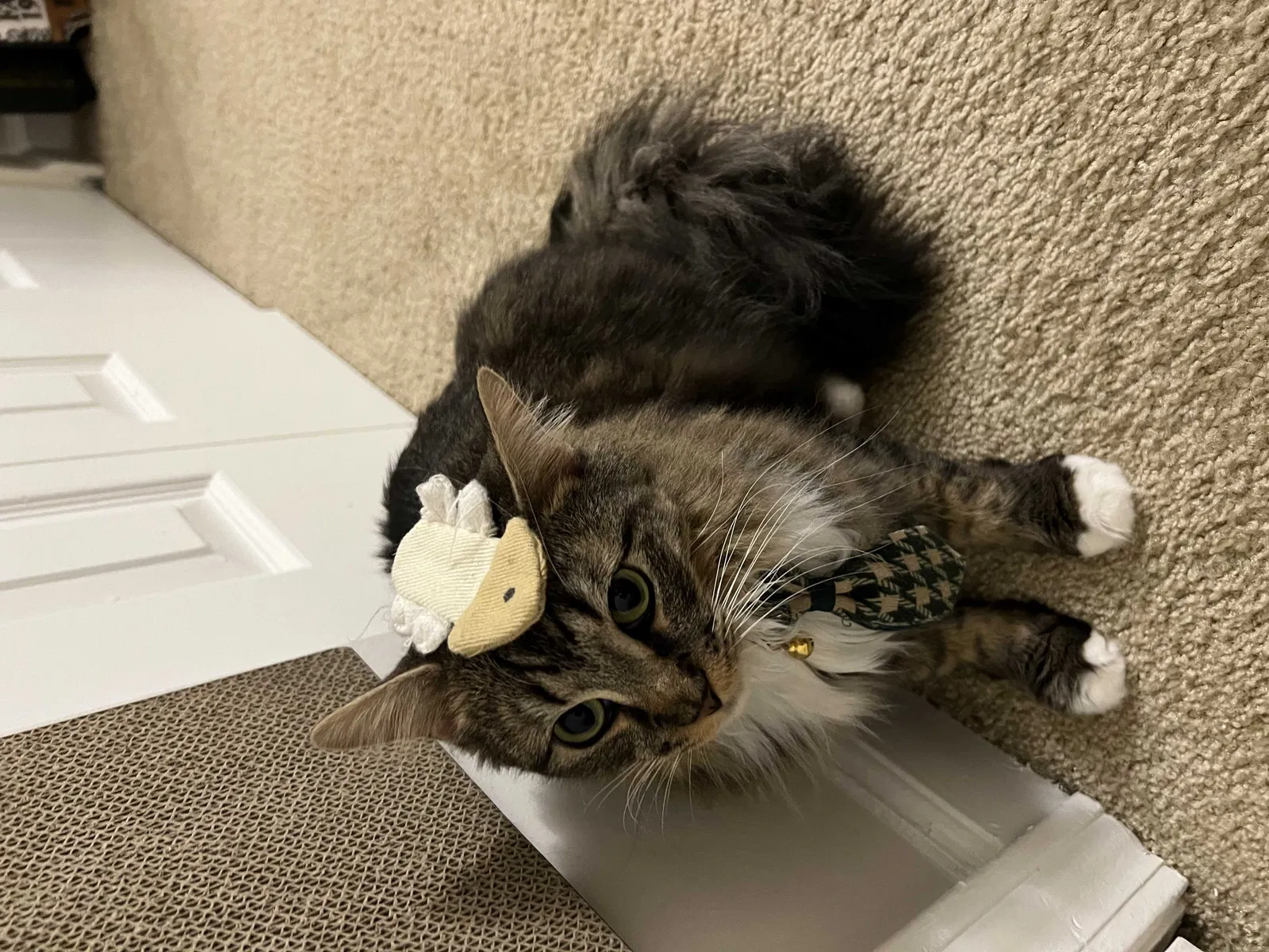 Lost cat in Tarrytown, NY, 10591