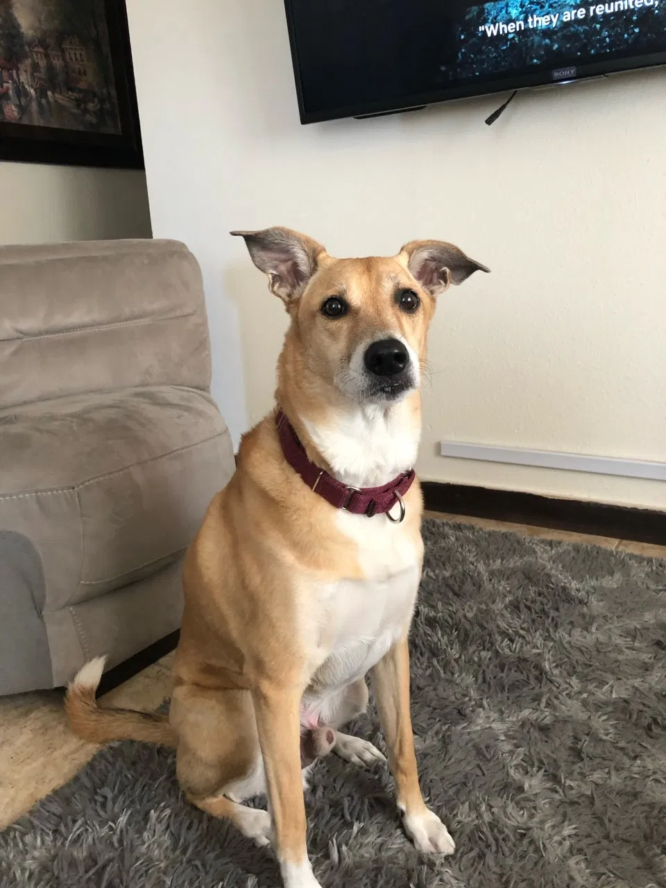 Lost dog in Hollywood, FL, 33024