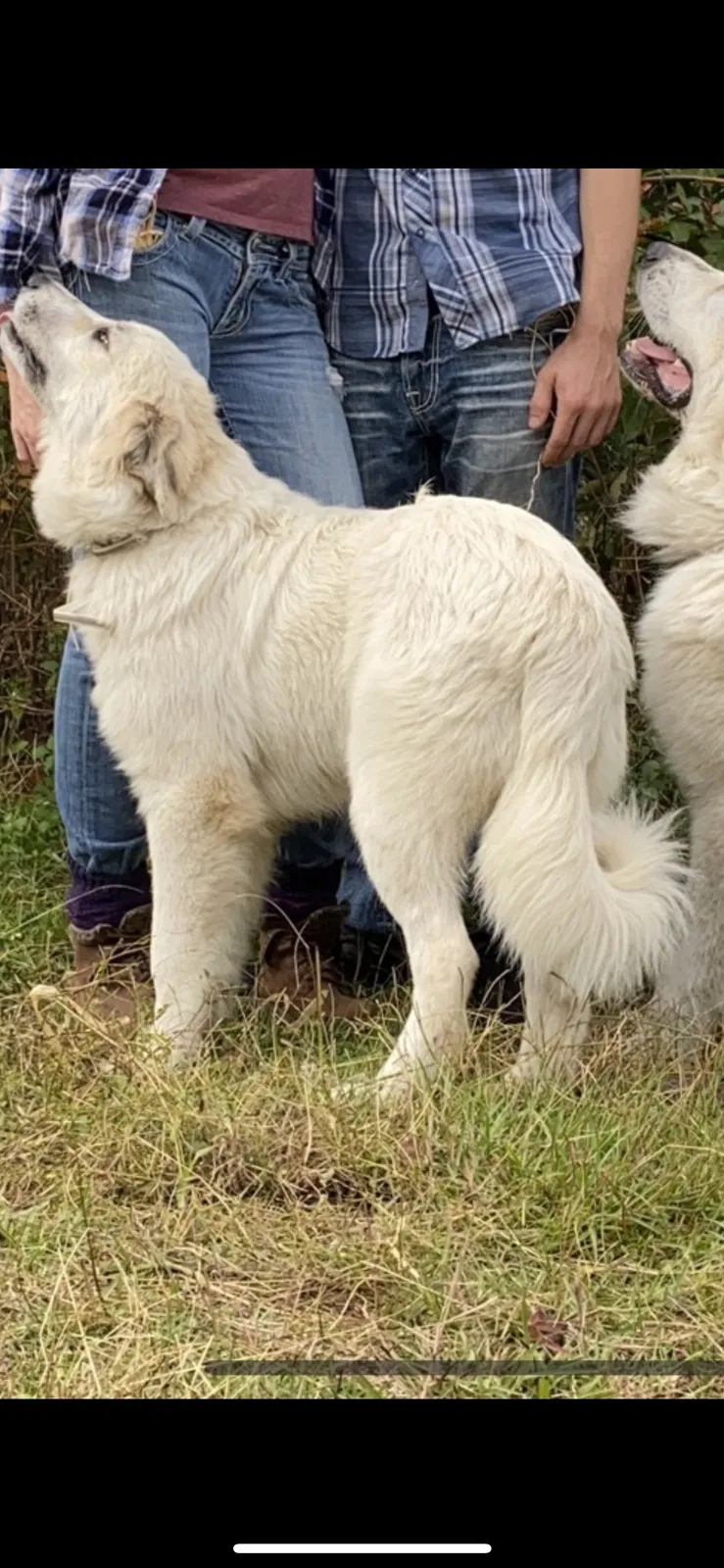 Lost dog in Carthage, NC, 28327
