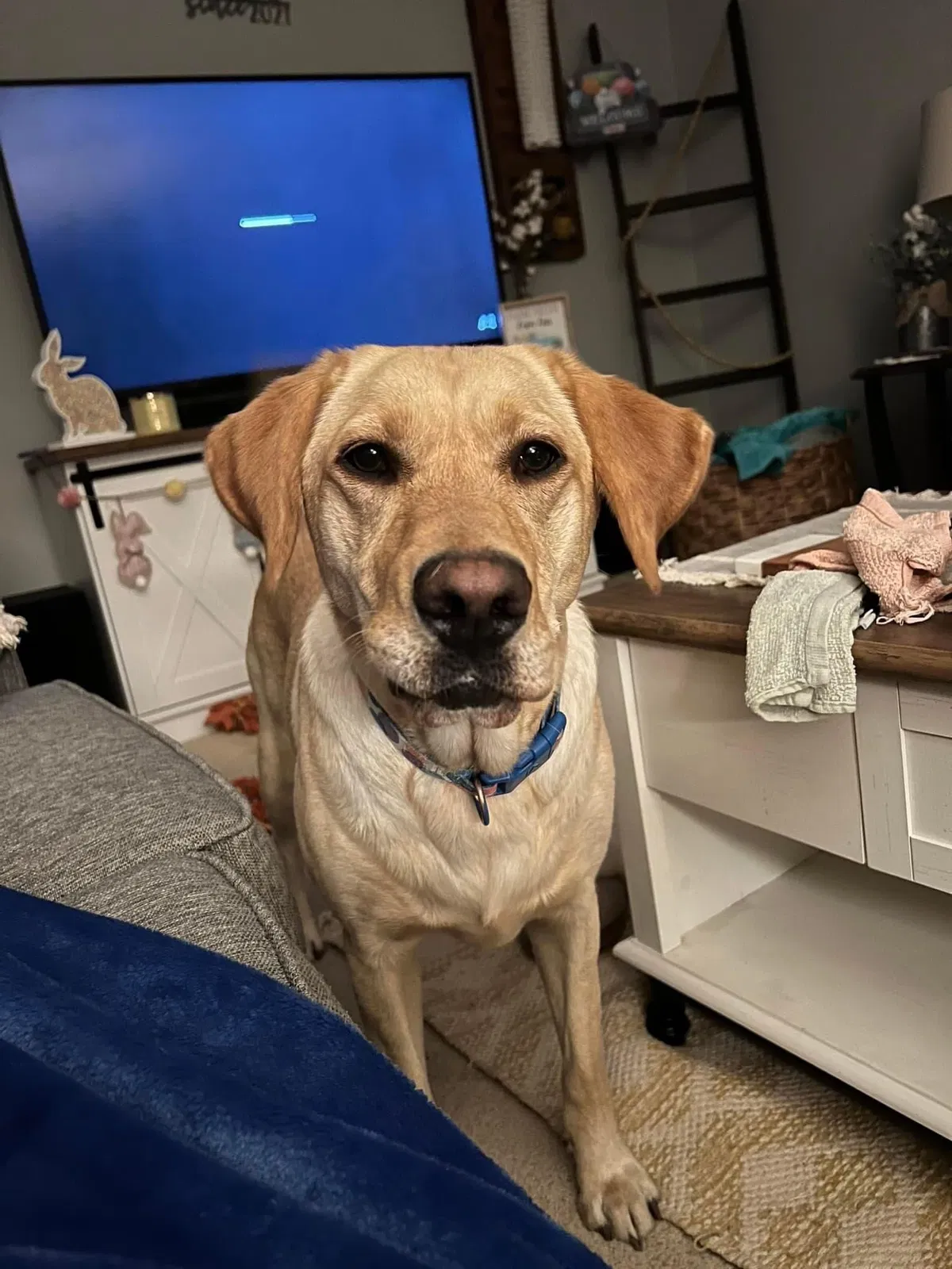 Lost dog in Wellington, KS, 67152