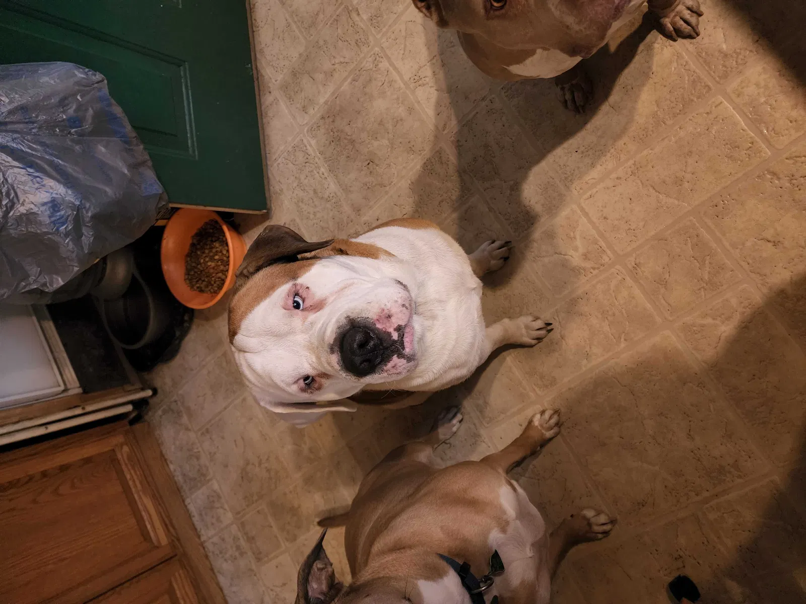Lost dog in House Springs, MO, 63051