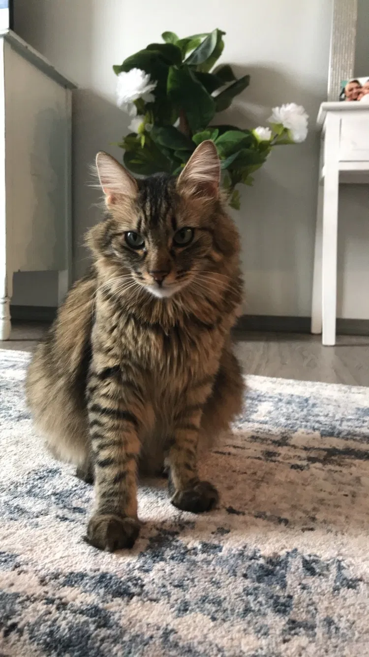 Lost cat in Spokane, WA, 99206