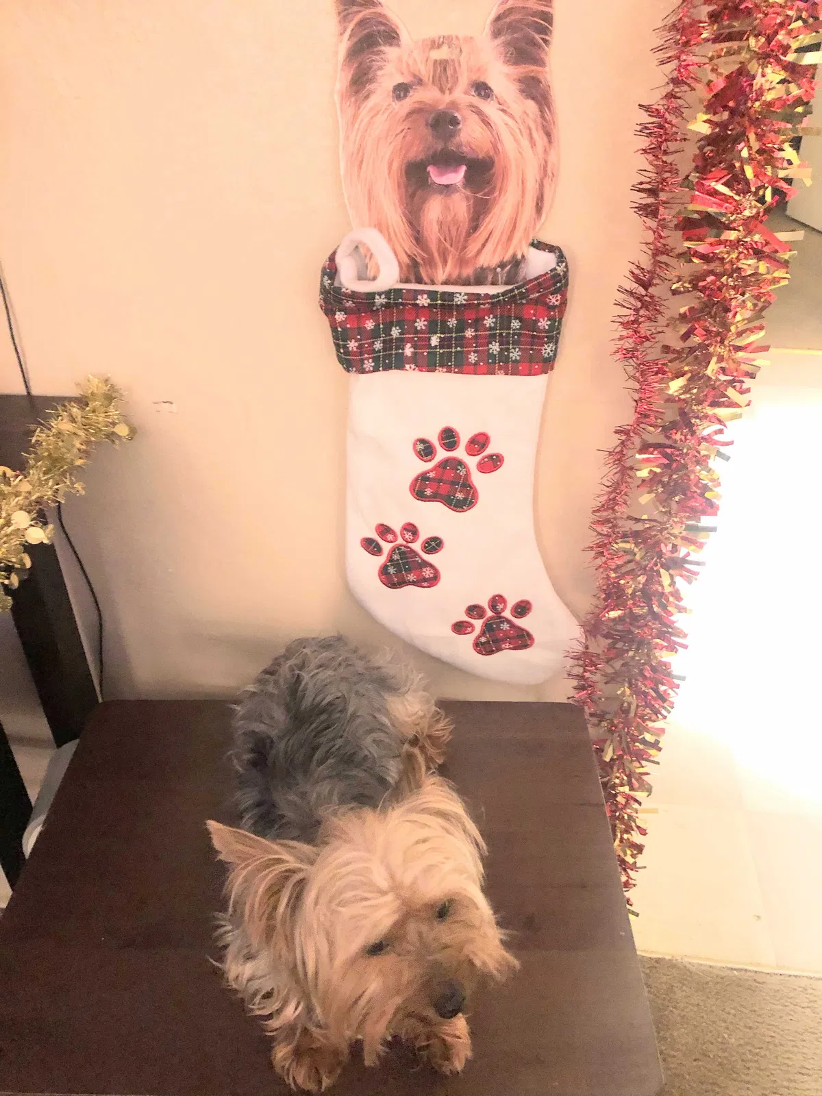 Lost dog in Modesto, CA, 95350