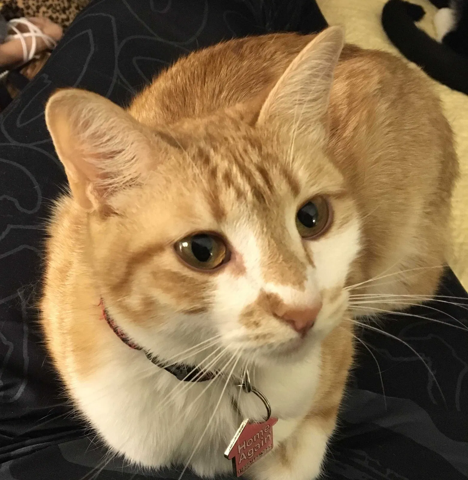 Lost cat in Birmingham, AL, 35242