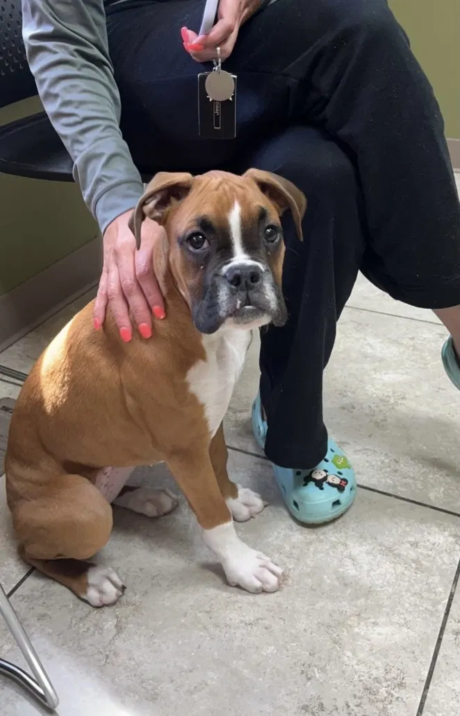 Lost dog in Indianapolis, IN, 46217