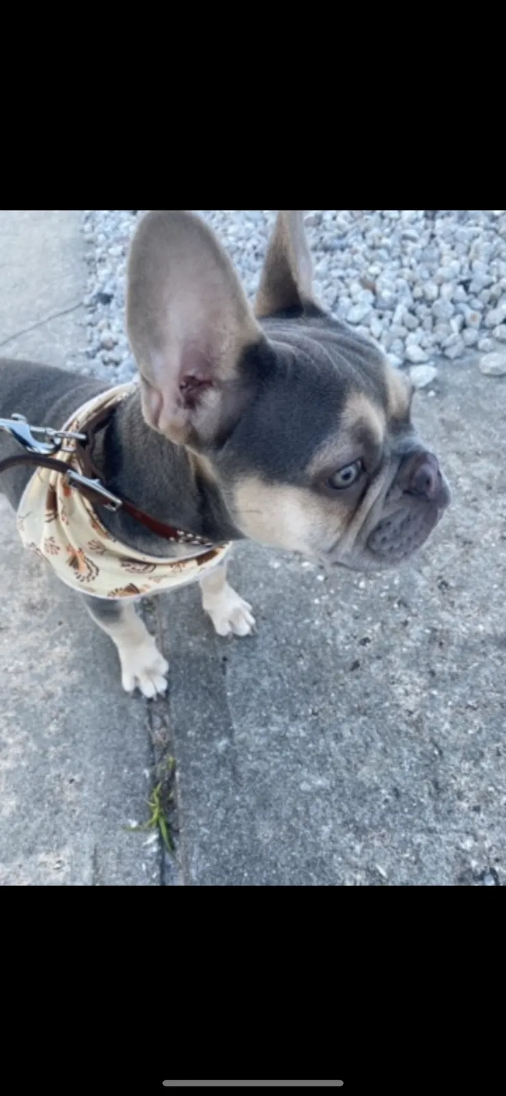 Lost dog in Casselberry, FL, 32730
