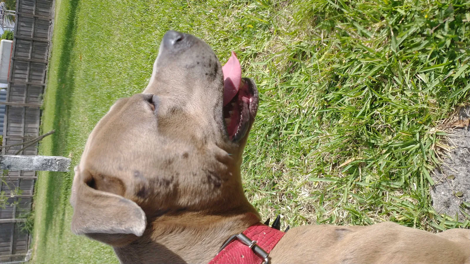 Found dog in Homestead, FL, 33034