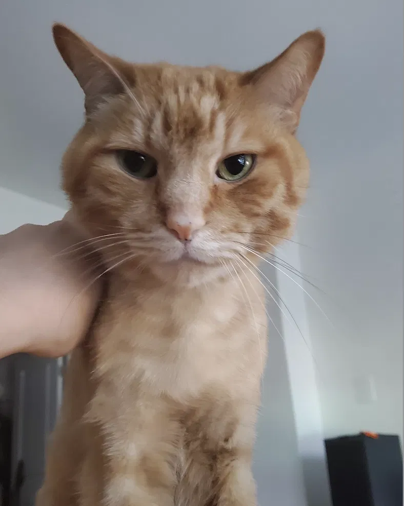 Lost cat in Encino, CA, 91316