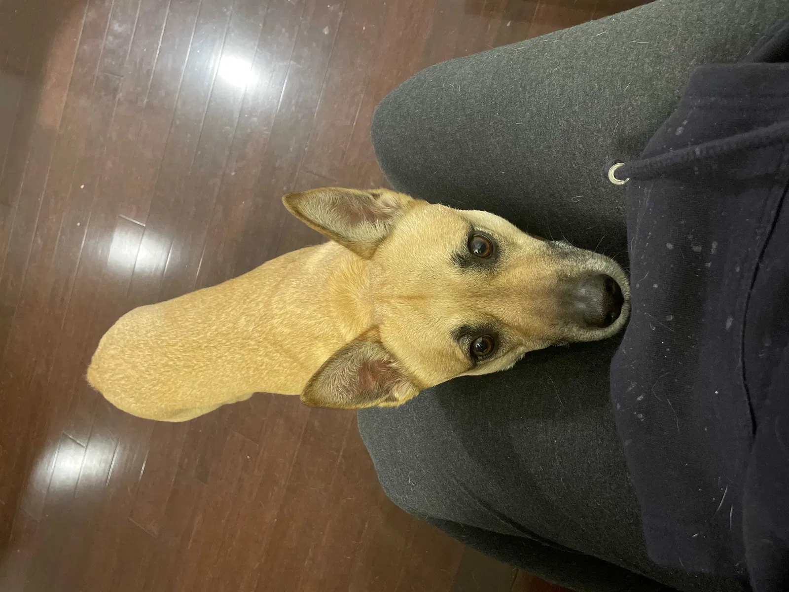 Lost dog in Portland, OR, 97223