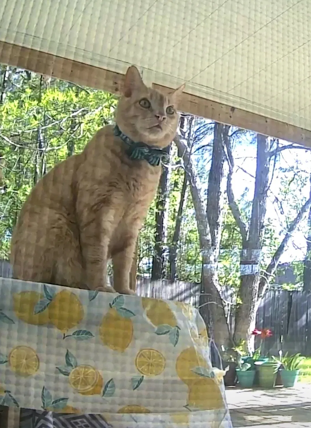 Lost cat in Covington, LA, 70433