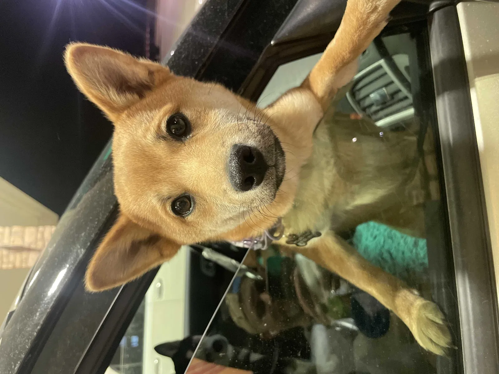 Lost dog in Claude, TX, 79019
