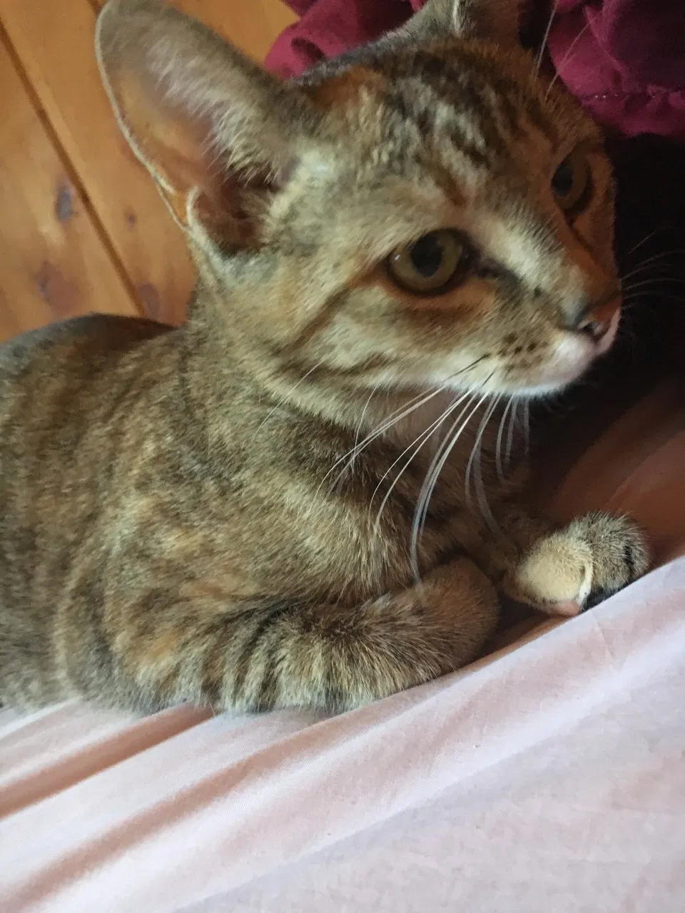 Lost cat in Avondale, AZ, 85392