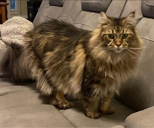 Lost cat in Kingwood, TX, 77345