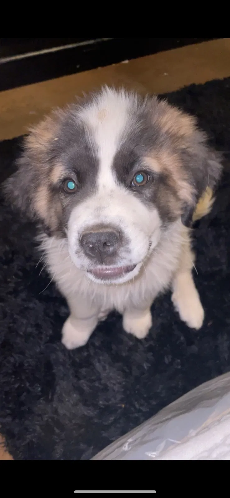 Lost dog in Albuquerque, NM, 87120