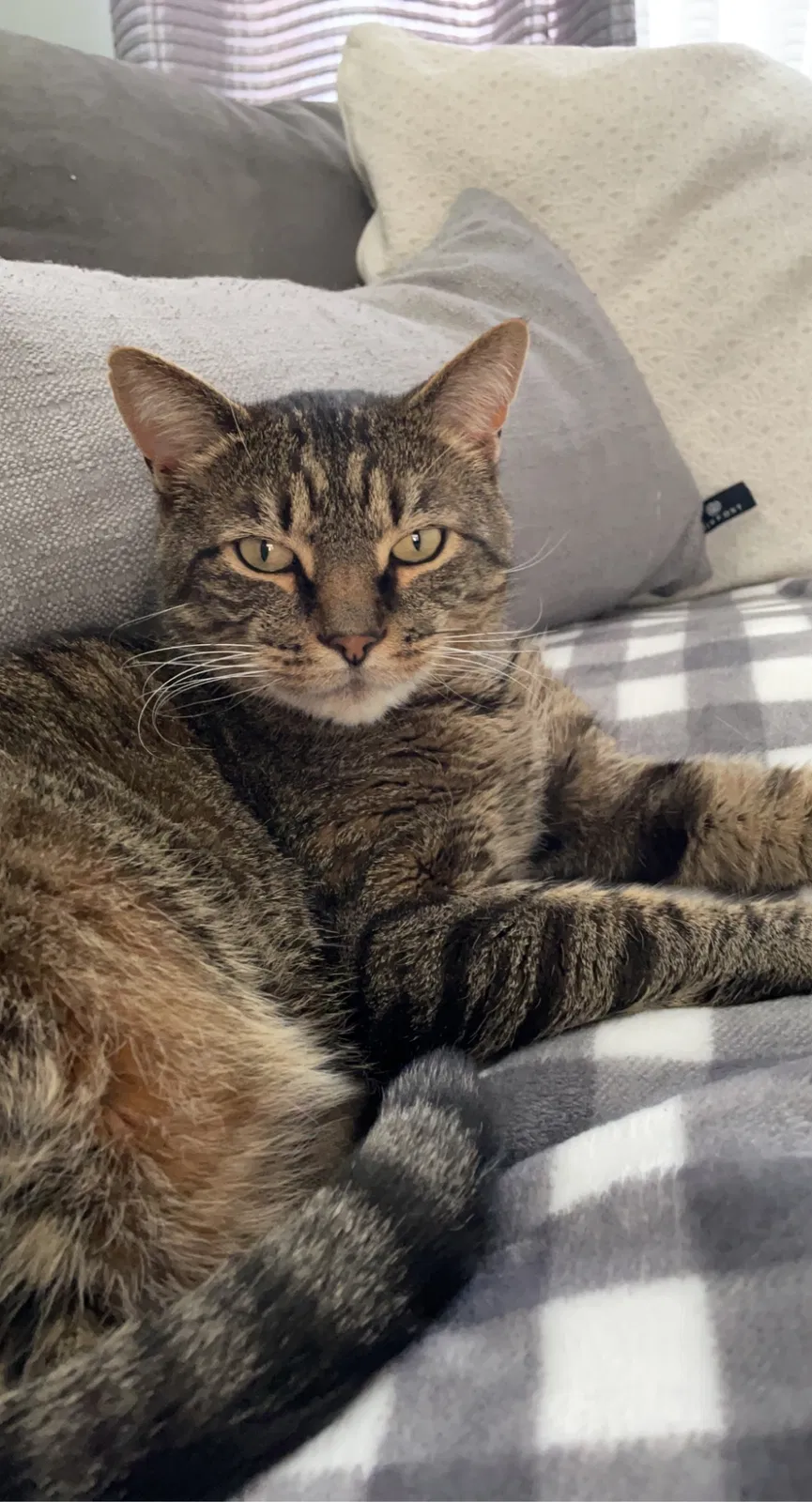 Lost cat in Bronx, NY, 10465
