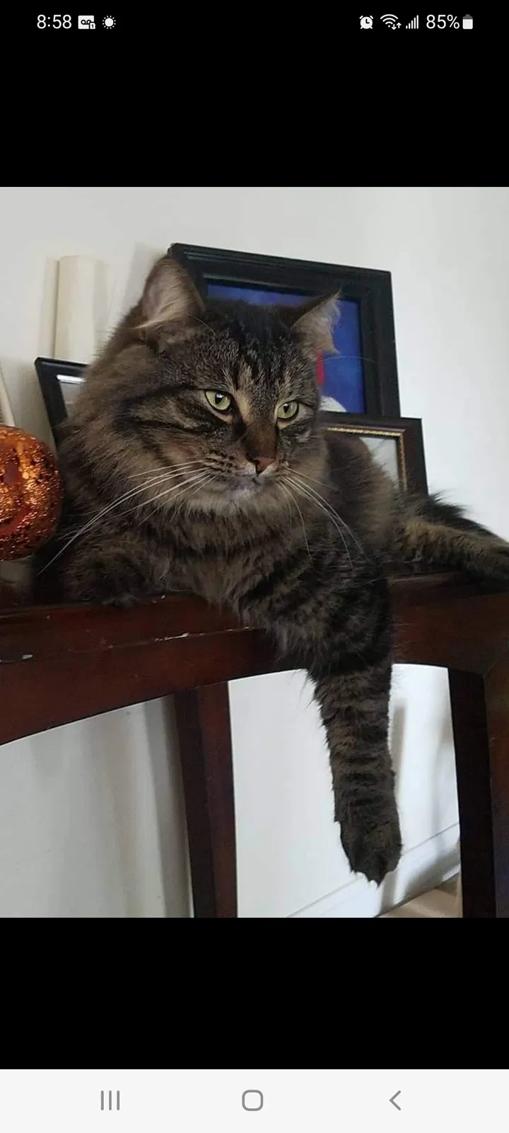 Lost cat in Norfolk, VA, 23518