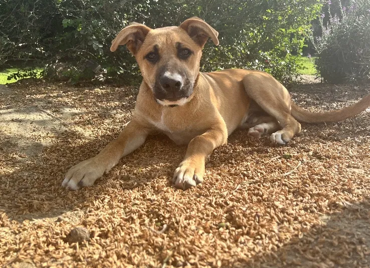 Lost dog in Parlier, CA, 93648